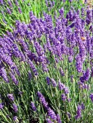 massage-gallery-lavender.jpg